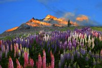 565 - LUPINES UNDER THE HILL - PENG JIONGXIN - new zealand